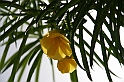 Kanary_2010 062